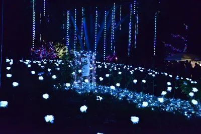 DSC_6979 (Large).JPG